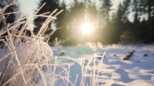 阳光透过树林撒在已经挂满冰霜的枯草上 霜