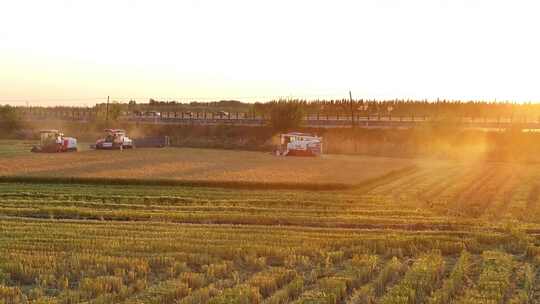 夕阳下收割机在稻田收割水稻