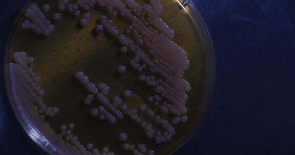 生物实验室培养皿实验特写