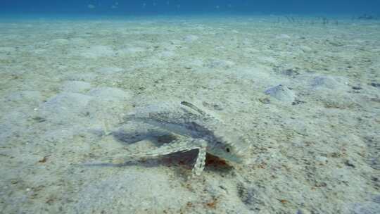 飞行Gurnard，海洋，水下，海底