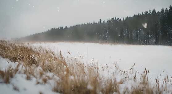 森林下雪天风景雪景唯美冬天下雪天大雪茫茫