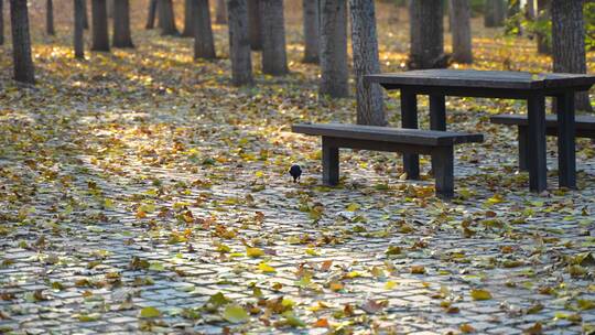 秋天喜鹊在木桌木椅满是落叶的地面行走