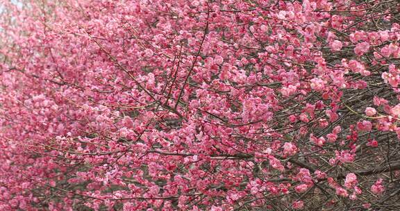 唯美阳光轻轻摇摆梅花 立春花开万物复苏