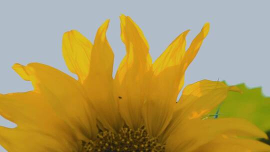 向日葵视频阳光下金色向日葵花瓣特写慢镜头