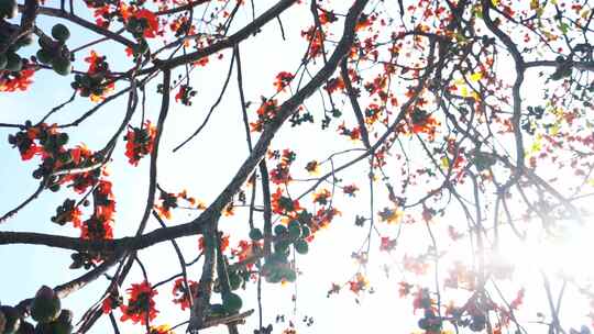 瀑布般的木棉花海岭南特色盛开的百年木棉花