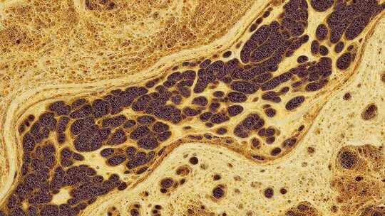 抽象艺术图案：细胞纹理的奇妙探索