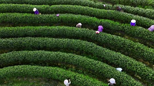 茶田茶树茶农采茶采摘茶叶