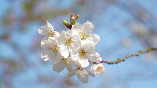 湖北武汉市东湖磨山樱花园五重塔与白色樱花