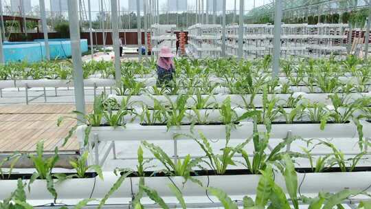 温室大棚内的水培蔬菜种植