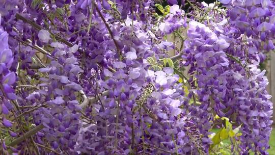 盛开的紫藤。