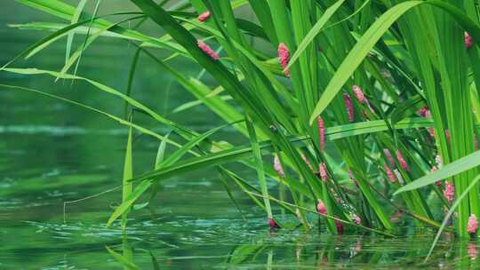 湖泊池塘莲花水草