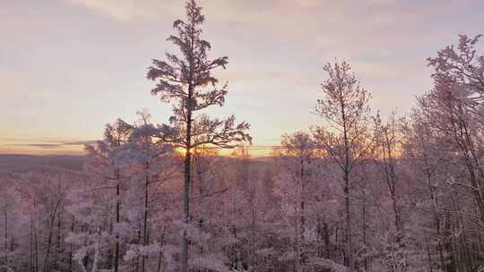 大兴安岭冰雪世界雪森林雾凇暖阳