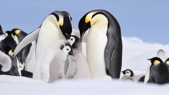 雪地中的企鹅家庭视频素材模板下载