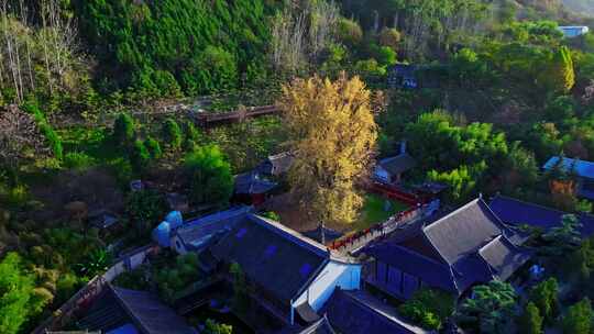 西安古观音禅寺千年银杏树