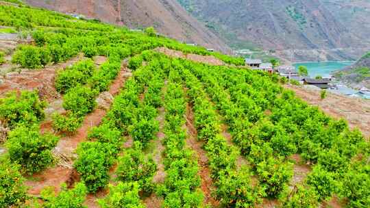 云南丽江宁蒗金棉乡龙通村沃柑种植基地航拍