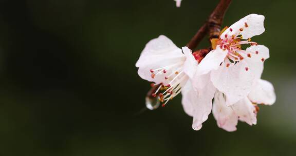 4K拍摄雨中桃花特写