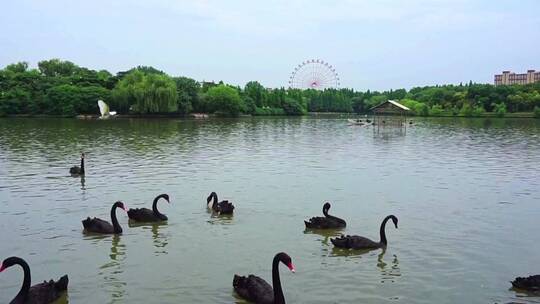 上海动物园天鹅