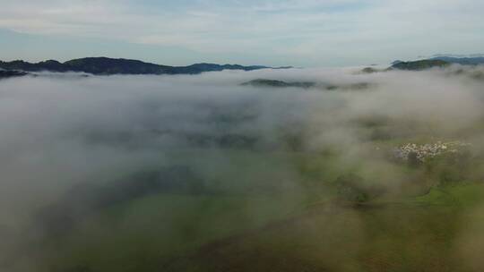 大气震撼山谷茶园清晨云雾