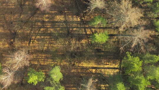 森林的俯视图，显示阴影和光线穿过地形的模