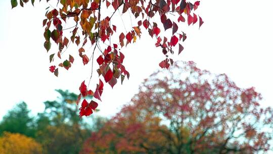 秋天的香樟树