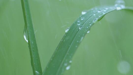 春雨打在青草上，雨滴滑落视频素材