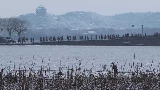 冬天的西湖的鸟与人