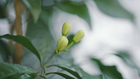 南药九里香千里香花朵5883