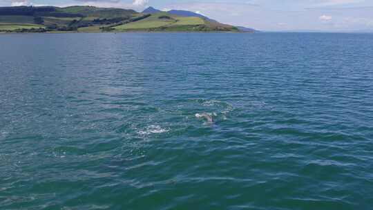 蓝色大海海豚飞跃可爱的海豚