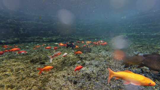 济南黑虎泉锦鲤水下世界