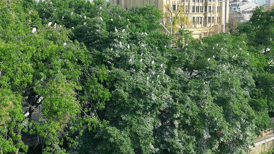 城市河边树上白鹭