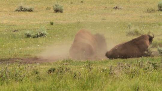 黄石国家公园的野牛在泥土中打滚
