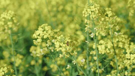 春天里在油菜花田里采蜜的蜜蜂