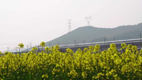 高铁驶过初春盛开的油菜花田野