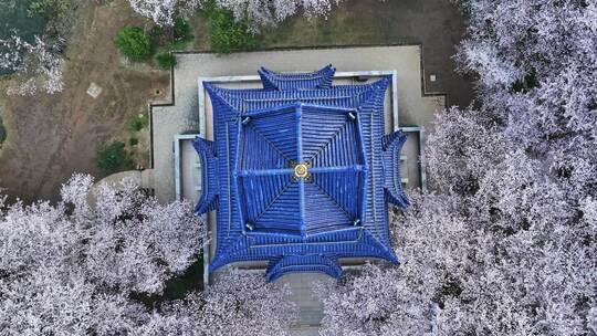 江苏 无锡 太湖 鼋头渚樱花 春天 旅游