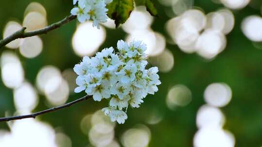 樱桃花东京樱花江户樱花日本樱花合集