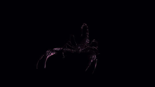 黑蝎子-战斗环-I-前视图特写-Alph