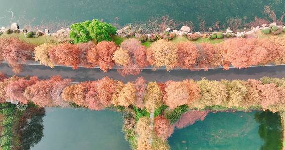 湖北武汉东湖风景区秋季风光