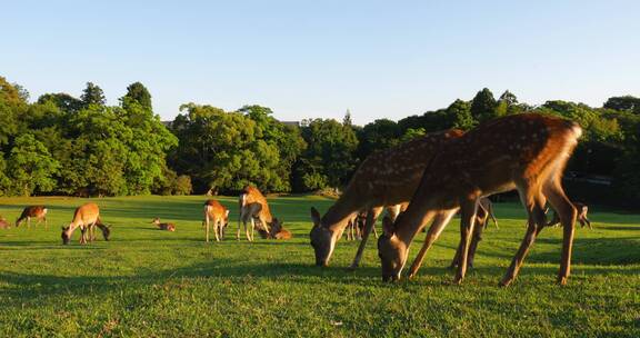 日本奈良公园吃草的小鹿