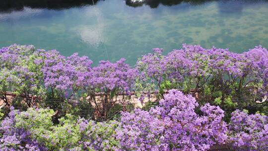 【精品】昆明蓝花楹江边滨江美景