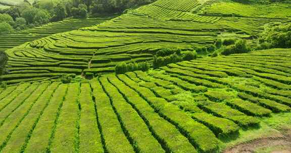 种植园，梯田，茶，绿色