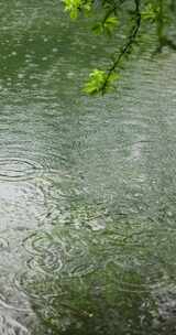 （慢镜）下雨天雨水落在湖面上竖版竖屏