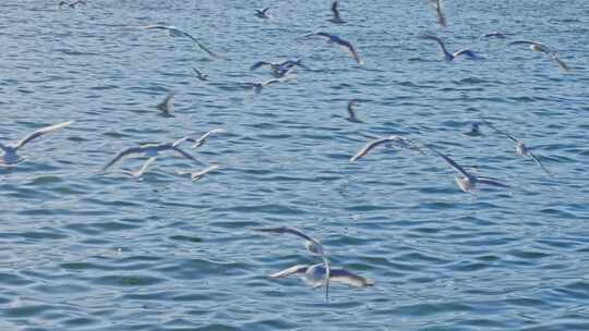 海面上海鸥飞翔画面