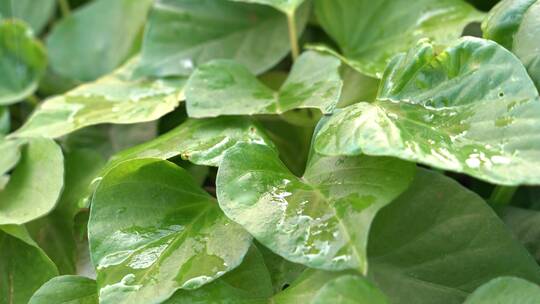 4K阳光下雨滴落在成熟丰收的蔬菜叶片上