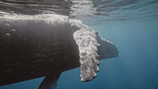 海中座头鲸视频素材模板下载