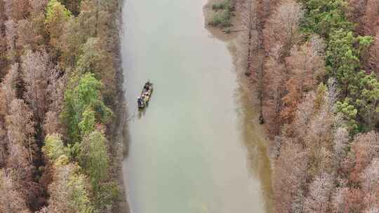 中国广东省珠海市斗门区白蕉镇水杉