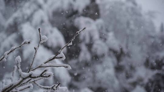 黄山雪景雾凇