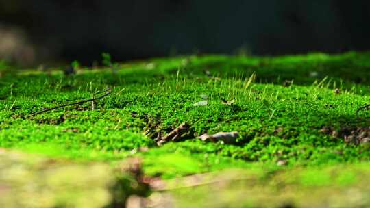 阳光照射绿色苔藓落叶微距清新光影背景