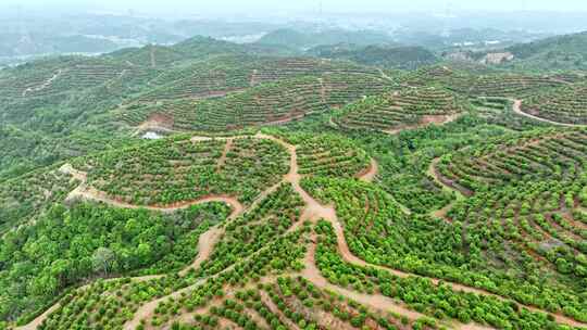 茶油树种植基地