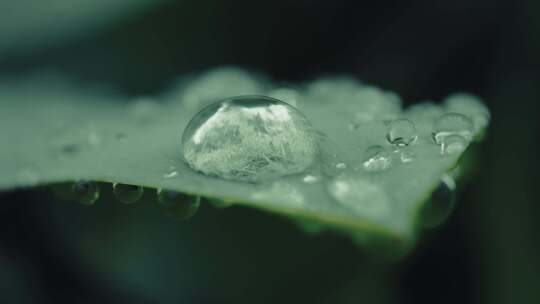 清晨植物叶子上的露水