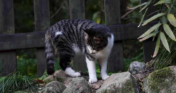 中式庭院一只猫合集